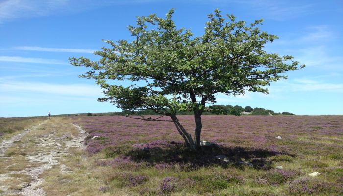 http://6666occitane.fr/images/slide_accueil/11-plateau.jpg